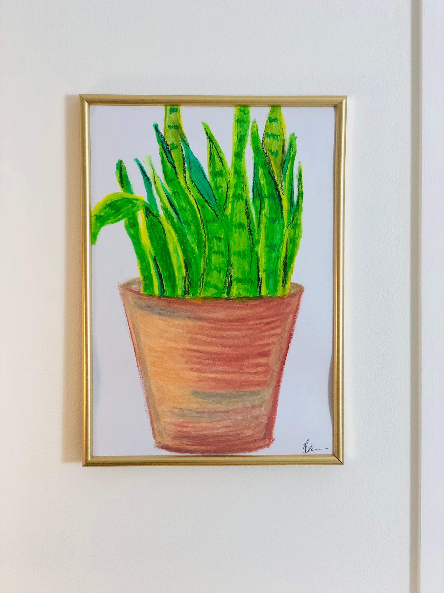 Mother-In-Laws Tongue, A4 Unframed Original Oil Pastel Artwork